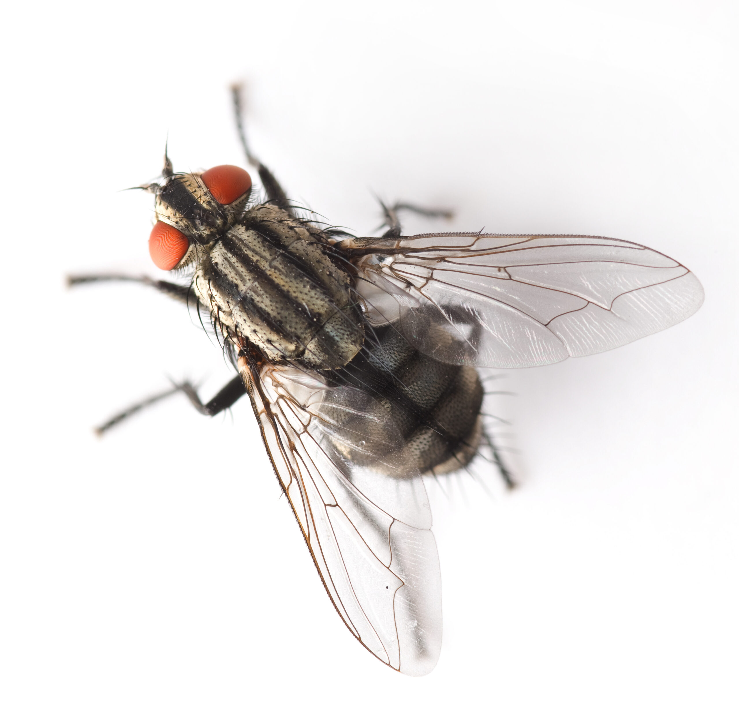 Mouche Traitement Lutte Biocap 06 Mouche Traitement Lutte Biocap 06