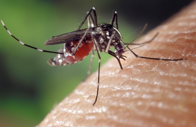 quels sont les moustiques dangereux en france