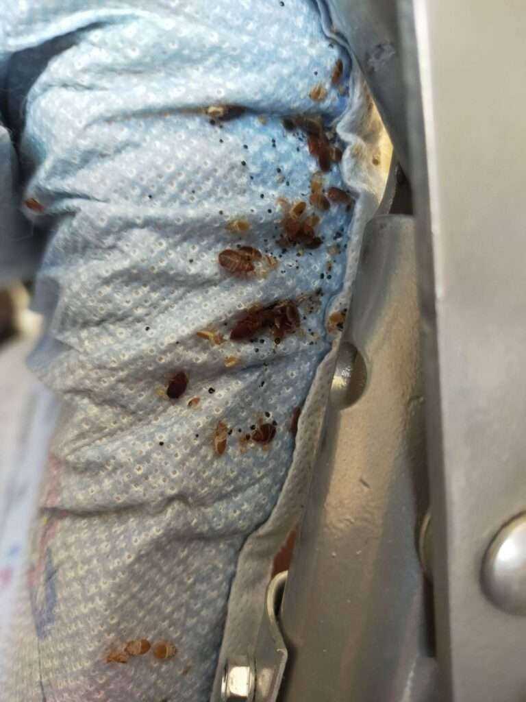 traitement punaise de lit grasse