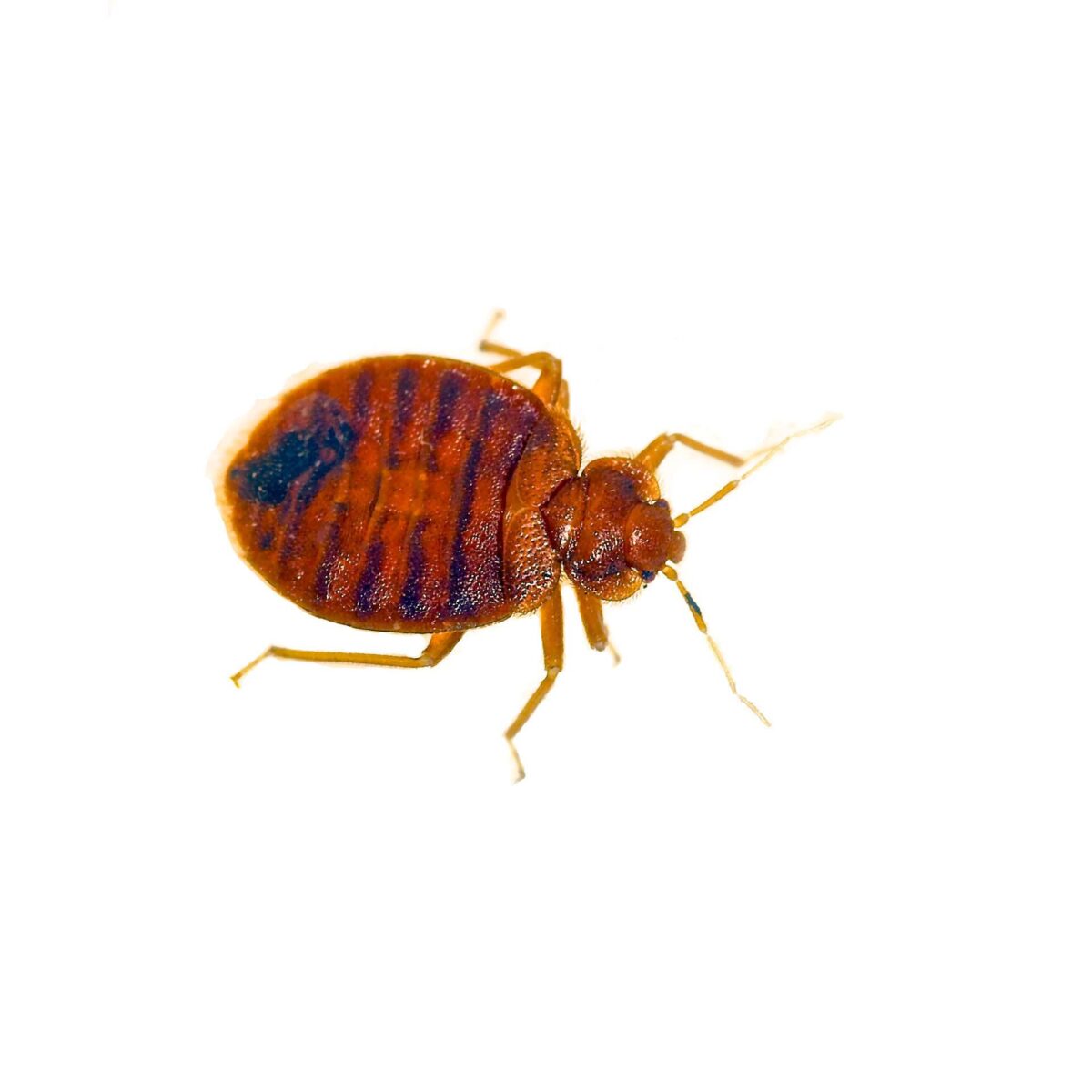 traitement punaise de lit saint laurent du var