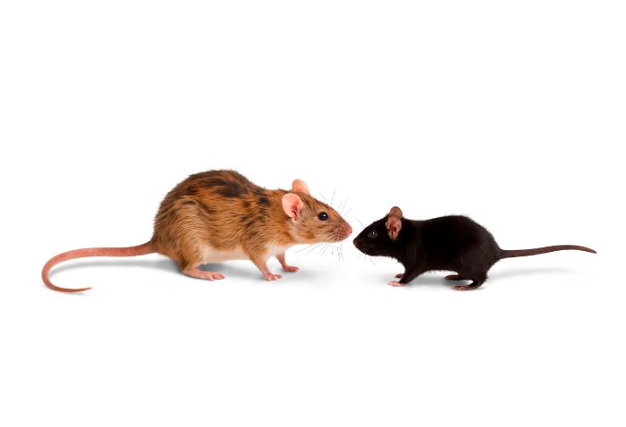 Mythe rats et souris