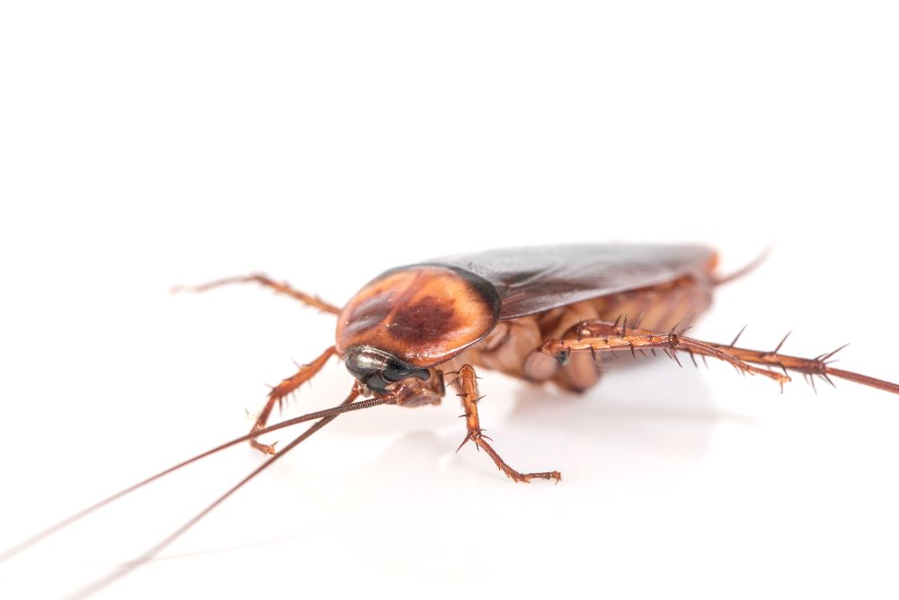 Invasion de cafards en copropriété à Nice